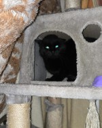 Al