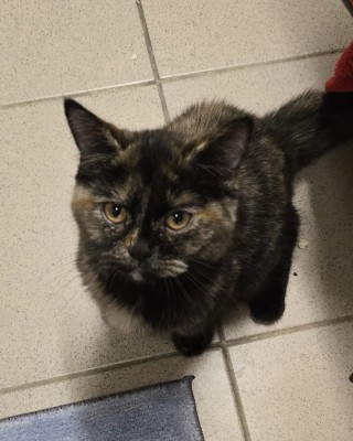 Angua (nur mit Karotte)