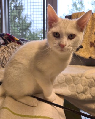 Balduin (nur mit Sophia)