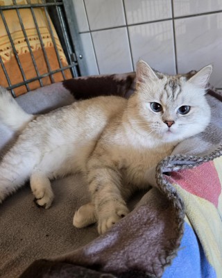 Bella (nur mit Simba)