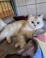 Bella (nur mit Simba)