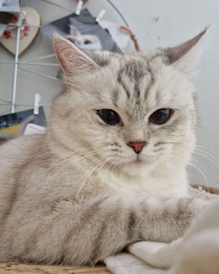 Bella (nur mit Simba)