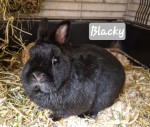 Blacky