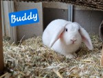 Buddy