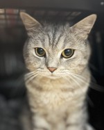 Carlo