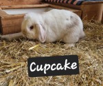Cupcake