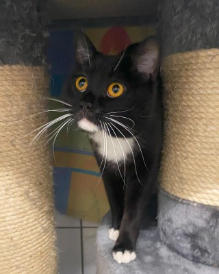 Darwin