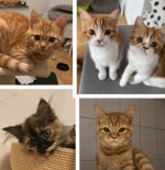 Dilaras Kitten Dilaras Kitten