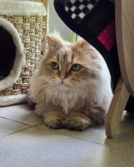 Dulli (nur mit Eddy)