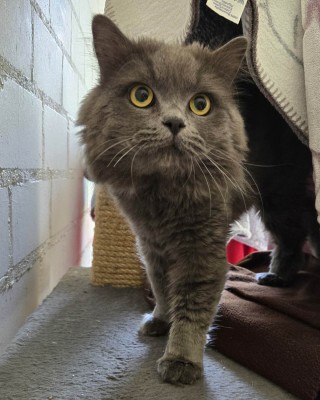 Erol