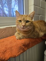 Pascha (nur mit Ghost )