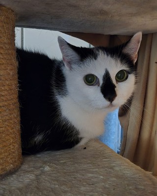 Ginny (nur mit Blacky)