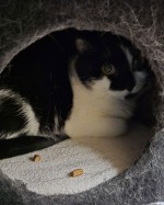 Harley (nur mit Lucky)