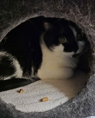 Harley (nur mit Lucky)