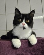 Karotte (nur mit Angua)