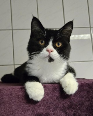 Karotte (nur mit Angua)