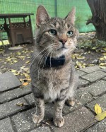 Kolloss (von Katzos) Kolloss (von Katzos)