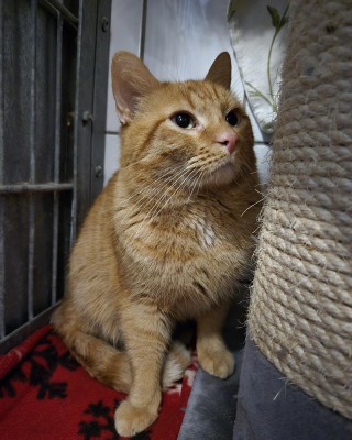 Kosmo