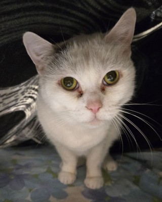 Lucky (nur mit Harley)