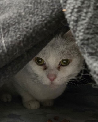 Lucky (nur mit Harley)