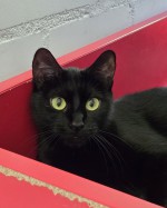 Luna (nur mit Mila)