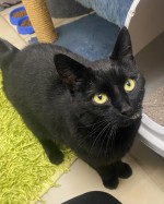 Maya (nur mit Moon) Maya (nur mit Moon)