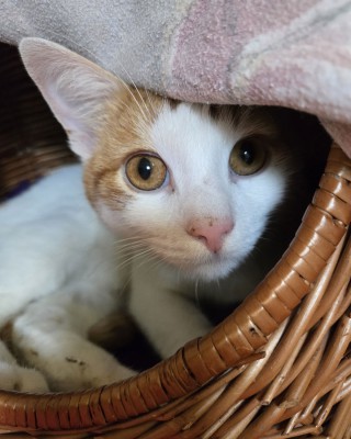 Michel