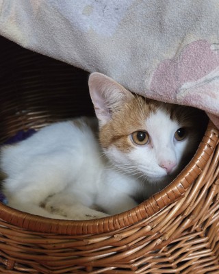 Michel