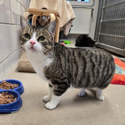 Mika (nur mit Salem)