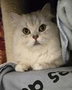 Milo