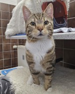 Paco (nur mit Fred)