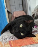 Paco (nur mit Phoebe)