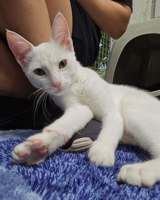 Pamuk