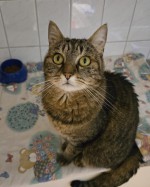 Phoebe (nur mit Paco)