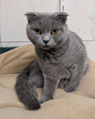 Püppi (nur mit Bambi)