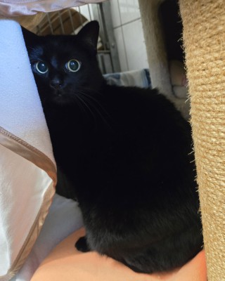 Salem (nur mit Mika)
