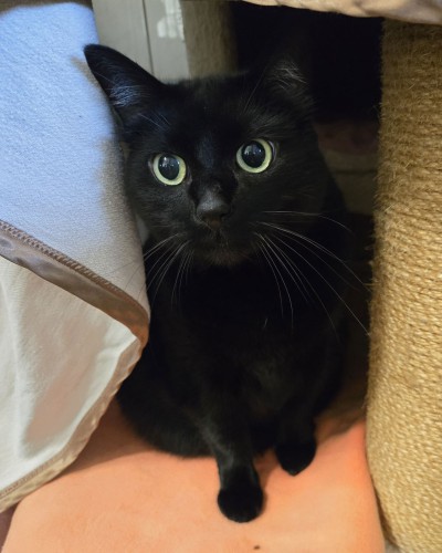 Salem (nur mit Mika)