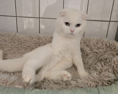 Samson