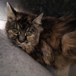 Sheila