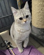 Simba (nur mit Bella)