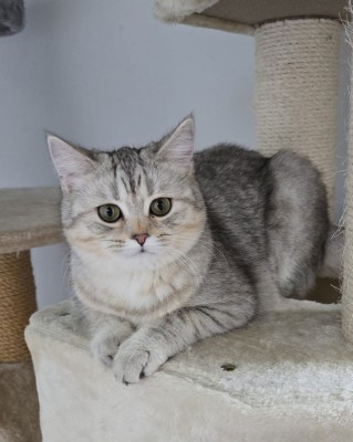 Simba (nur mit Bella)