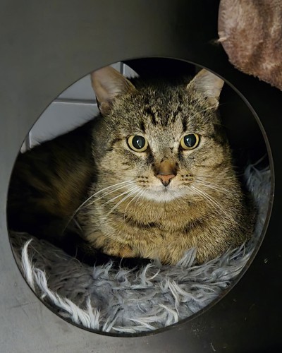 Sirius