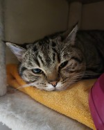 Smoky (nur mit Zelda)