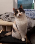 Zelda (nur mit Smoky)