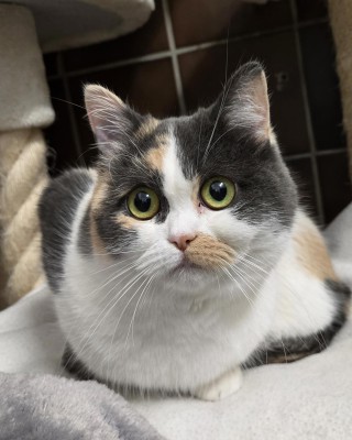 Zelda (nur mit Smoky)