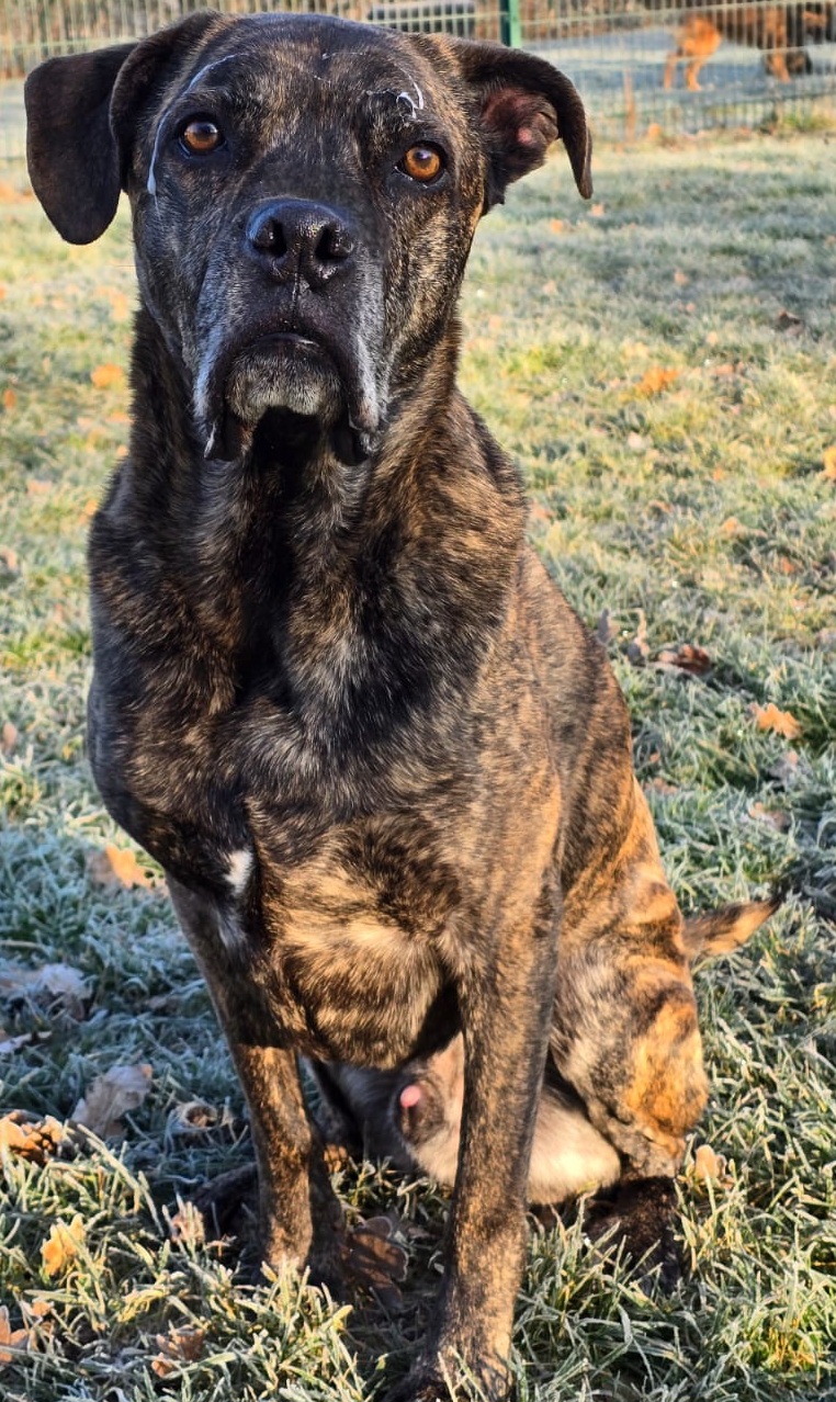 Inspector Barnaby (Barney) Inspector Barnaby (Barney)