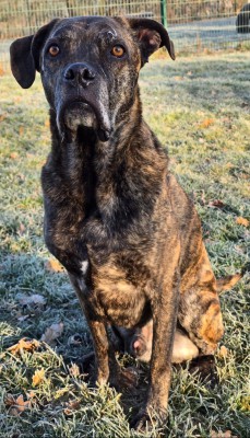 Inspector Barnaby (Barney)