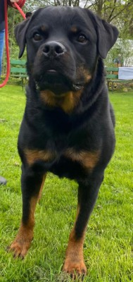 Cujo
