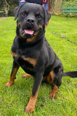 Cujo