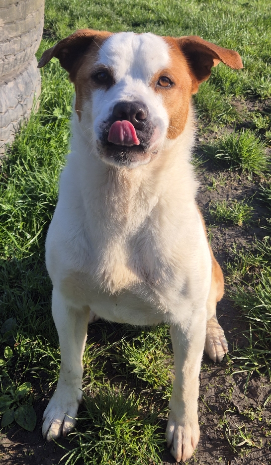 Boli